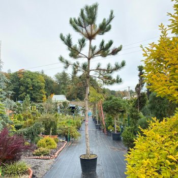 Pinus nigra - Borovica čierna ´AUSTRIACIA´ kont. C70L, výška 350-450 cm, obvod kmeňa 20/25 cm (-34°C)